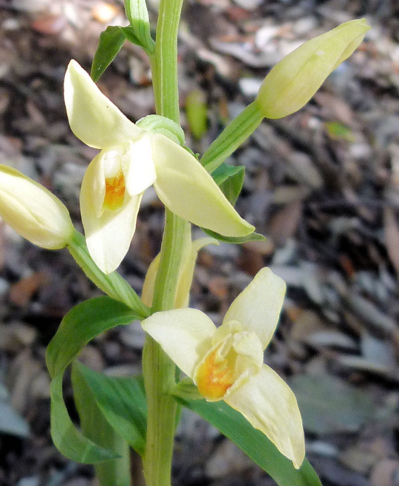 Cephalanthera damasonium